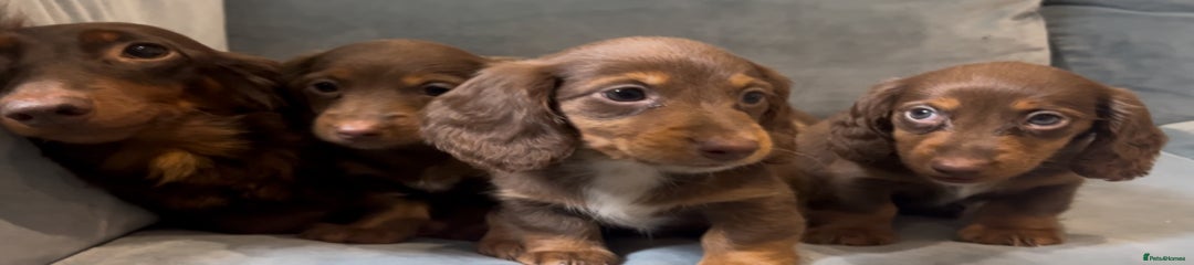 Miniature Dachshund Puppy 1