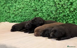 Labrador Retriever dogs for sale: CHUNKY BLACK AND CHOCOLATE PEDIGREE LABS - Image 13