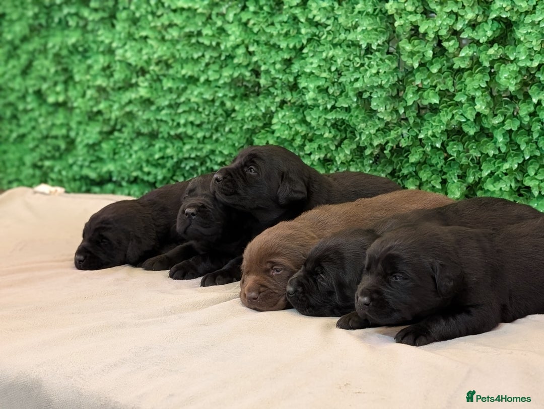Labrador Retriever dogs for sale: CHUNKY BLACK AND CHOCOLATE PEDIGREE LABS - Image 13