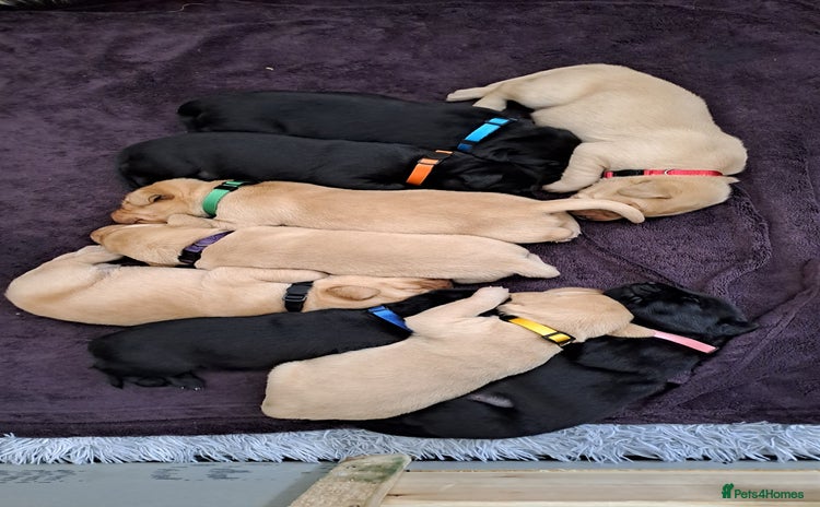 Labrador Retriever dogs - Advert 3
