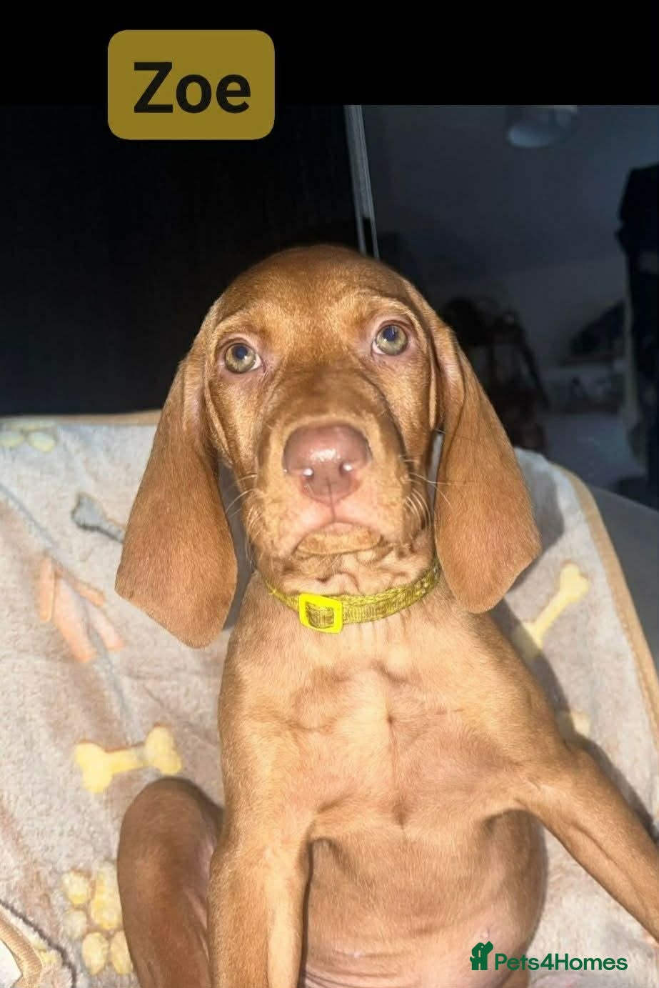 Hungarian Vizsla dogs Extra Ordinary Beautiful Hungarian Vizsla - Advert 4