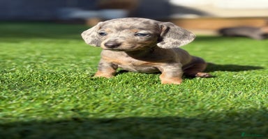 Miniature Dachshund dogs - Advert 4