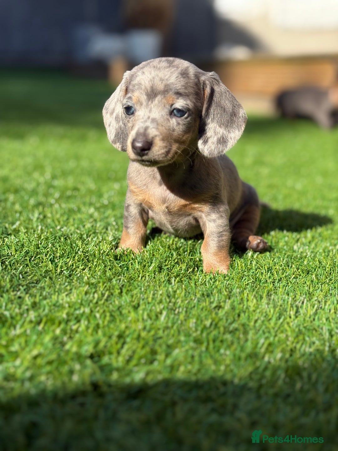Miniature Dachshund dogs for sale: 🐾 stunning Miniature dachshund pups🐾  - Image 3