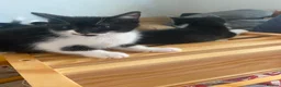 Mixed Breed cats for sale: Loving Homes Wanted for 3 Beautiful Kittens - Advert 4