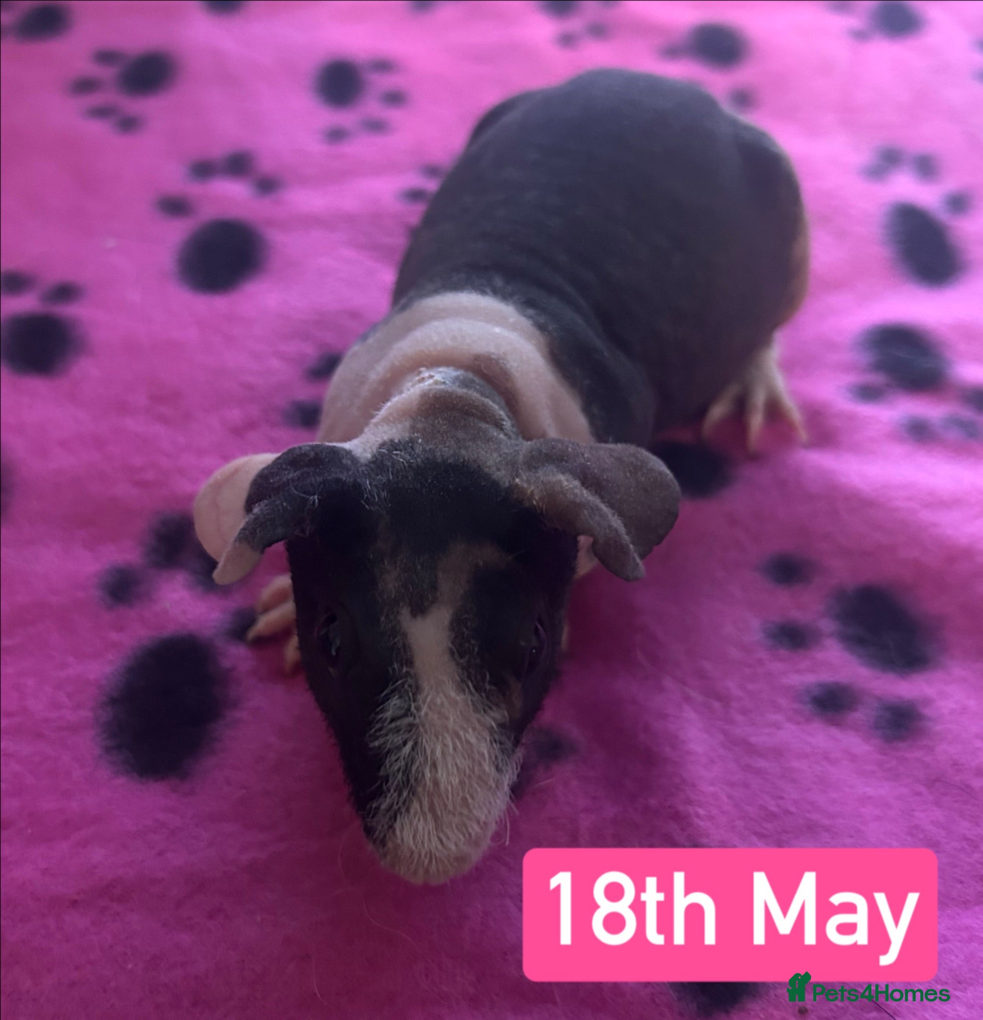 Guinea Pig rodents Skinny Pig Sows  - Advert 8