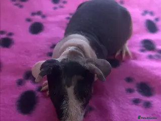 Guinea Pig rodents Skinny Pig Sows - Advert 8