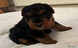 Welsh Terrier dogs for sale: Stunning Health Tested KC Reg Welshie Puppies - Advert 30