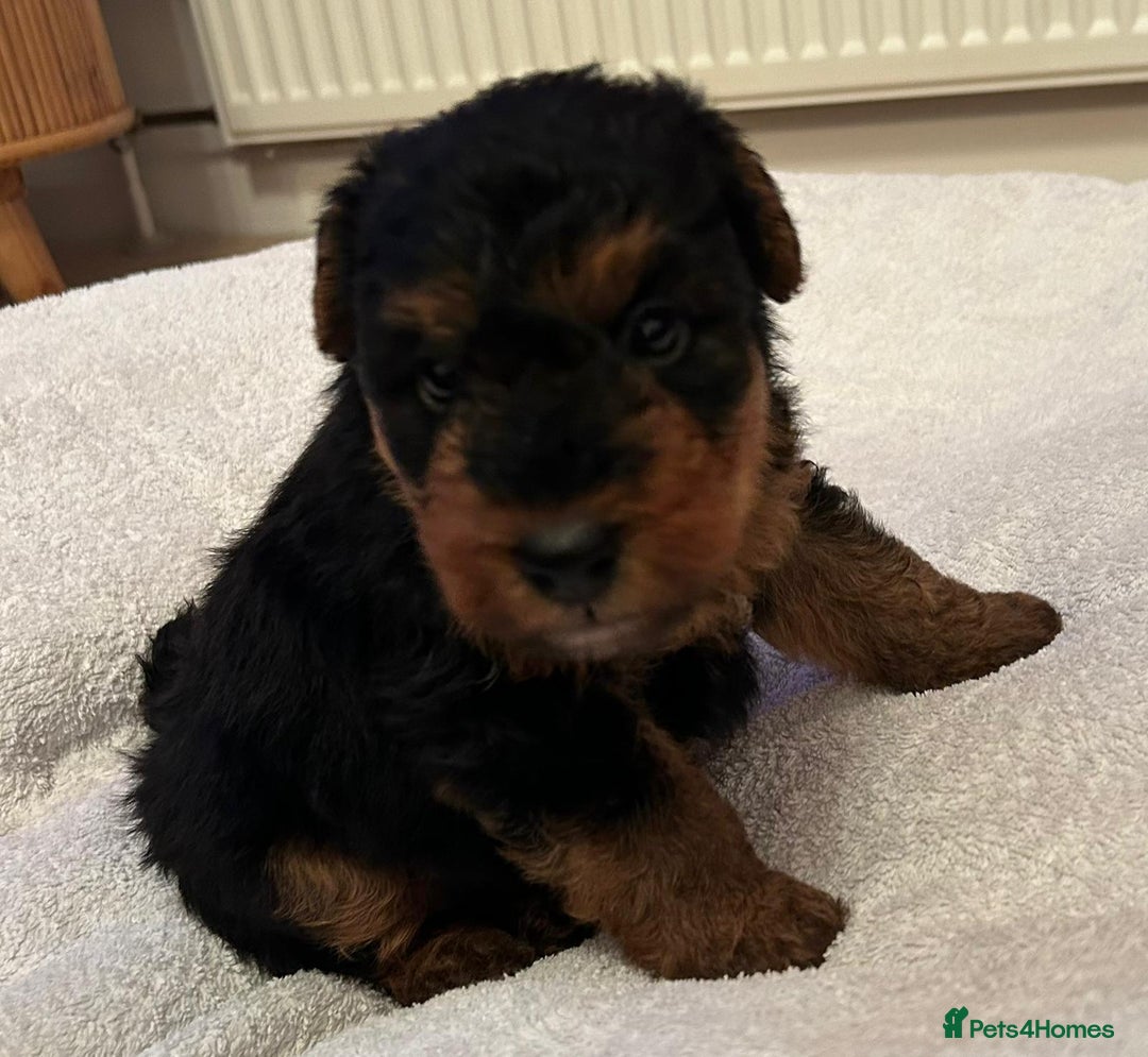 Welsh Terrier dogs for sale: Stunning Health Tested KC Reg Welshie Puppies - Advert 30