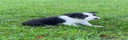 Border Collie dogs for sale: ISDS Border Collie Pups - Advert 10
