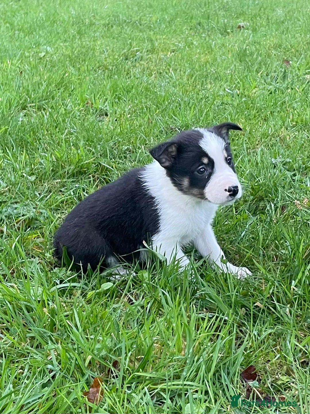 Border Collie dogs for sale: ISDS Border Collie Pups - Advert 10