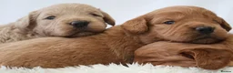 Mini Goldendoodle dogs for sale: F1 Miniature Goldendoodle’s - Advert 5