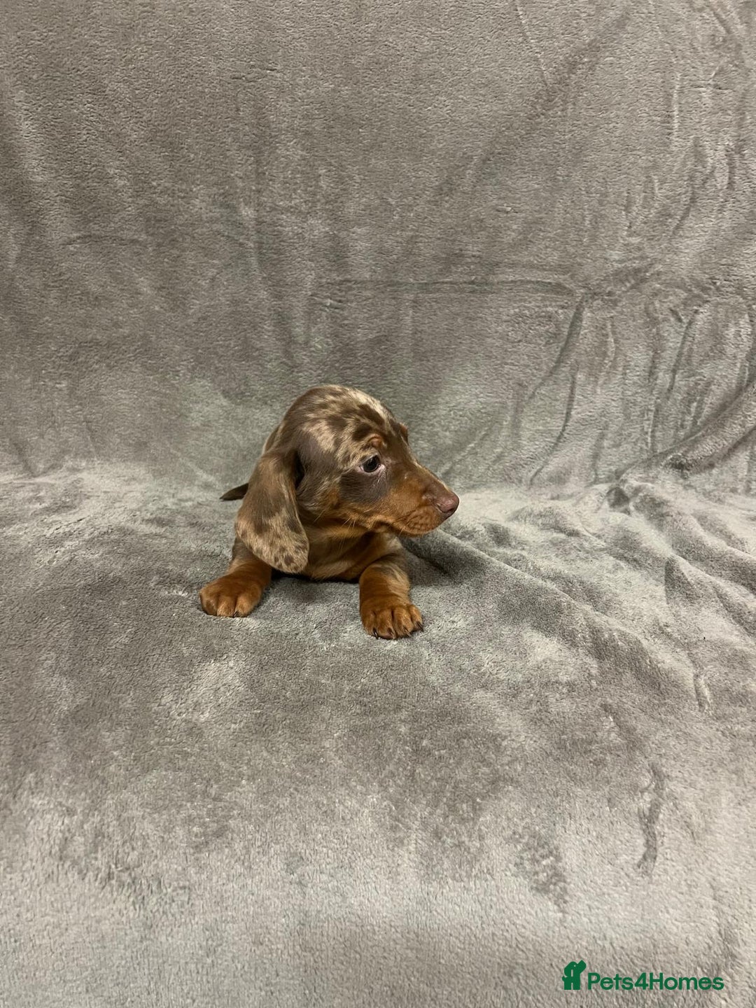 Miniature Dachshund dogs for sale: Miniature dachshund  - Advert 6