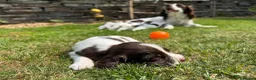 English Springer Spaniel dogs for sale: Liver & White English Springer Spaniel Puppies in Delabole - Advert 14