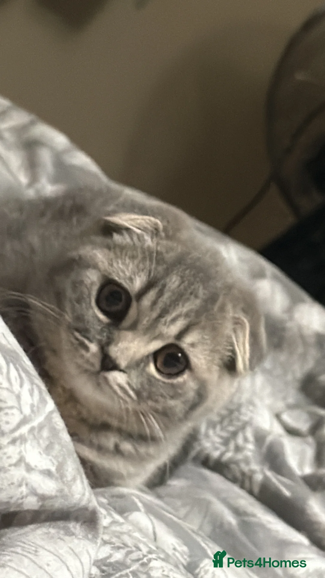British Shorthair cats for sale: BritishShorthairColourpointMale&ScottishFoldFemale - Advert 4