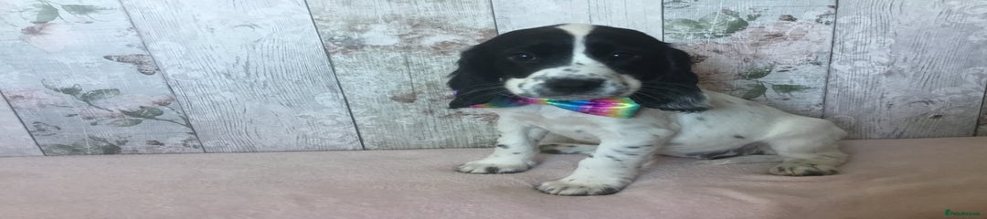 Cocker Spaniel Puppy 6