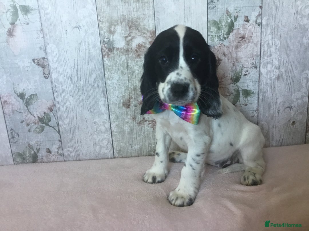 Cocker Spaniel dogs for sale: Well socialised Pedigree Cocker pups - Image 25
