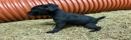 Patterdale Terrier dogs for sale: Patterdale cross Lakeland  - Advert 5