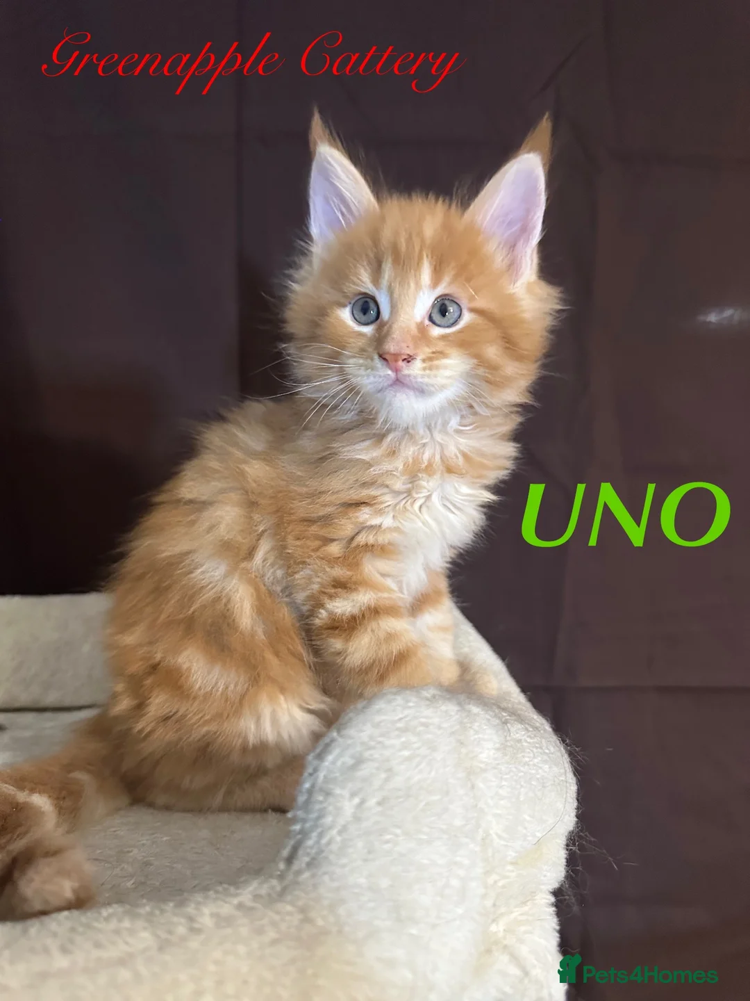 Maine Coon cats for sale: TICA Registered Full Maine Coon Kittens - Advert 2