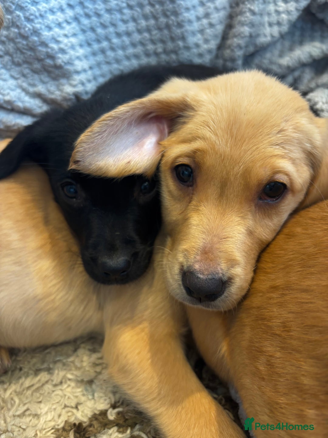 Labrador Retriever dogs for sale: Mixed Litter of Labrador Retriever Puppies - Advert 6