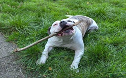 American Bulldog dogs for sale: Rescue Ozzy  - Image 5