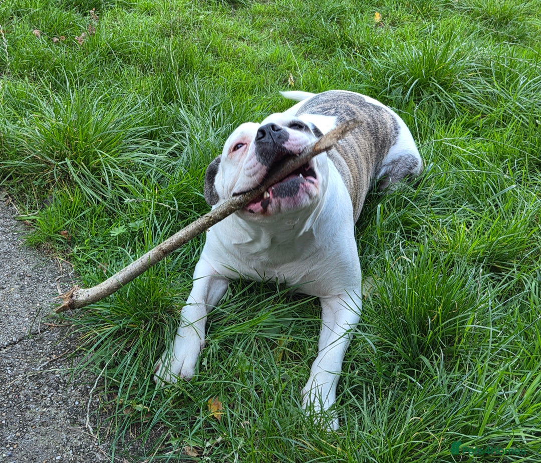 American Bulldog dogs for sale: Rescue Ozzy  - Image 5