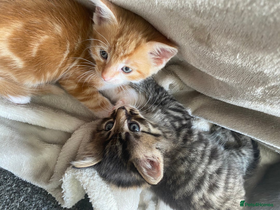 Mixed Breed cats for sale: Gorgeous long haired male female kittens - Image 4