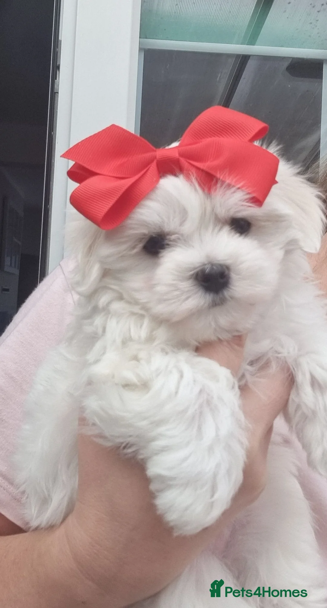Maltese dogs for sale: Pure high quality Maltese pupies  - Advert 1