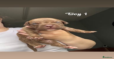 Staffordshire Bull Terrier dogs - Advert 16