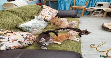 Maine Coon cats - Advert 11