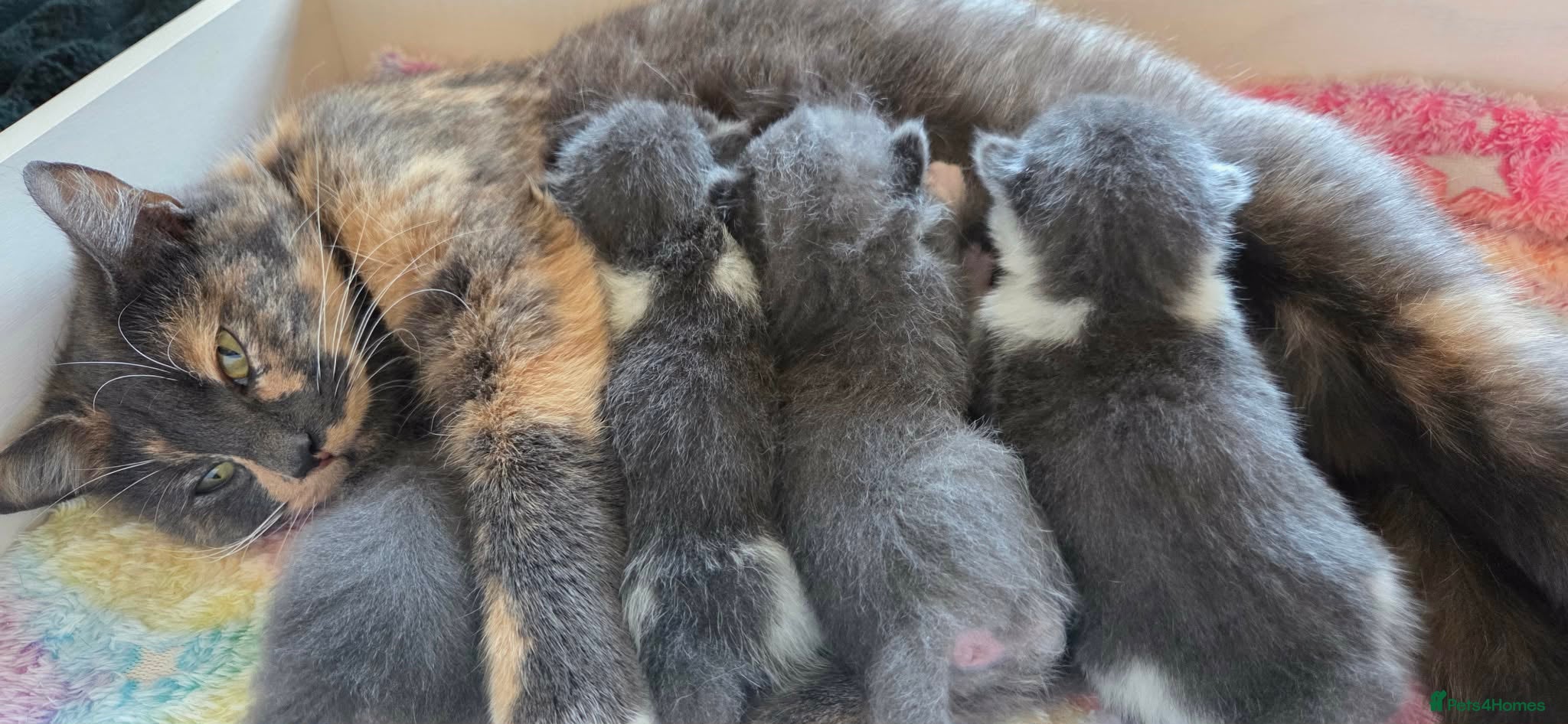 British Shorthair cats 4 Kittens for sale - 2 boys - 2 girls - Advert 1