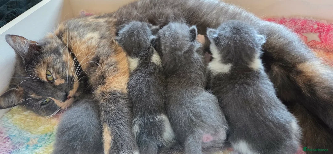 British Shorthair cats for sale: 4 Kittens for sale - 2 boys - 2 girls - Advert 1