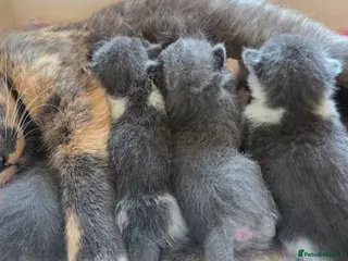 British Shorthair cats 4 Kittens for sale - 2 boys - 2 girls - Advert 4