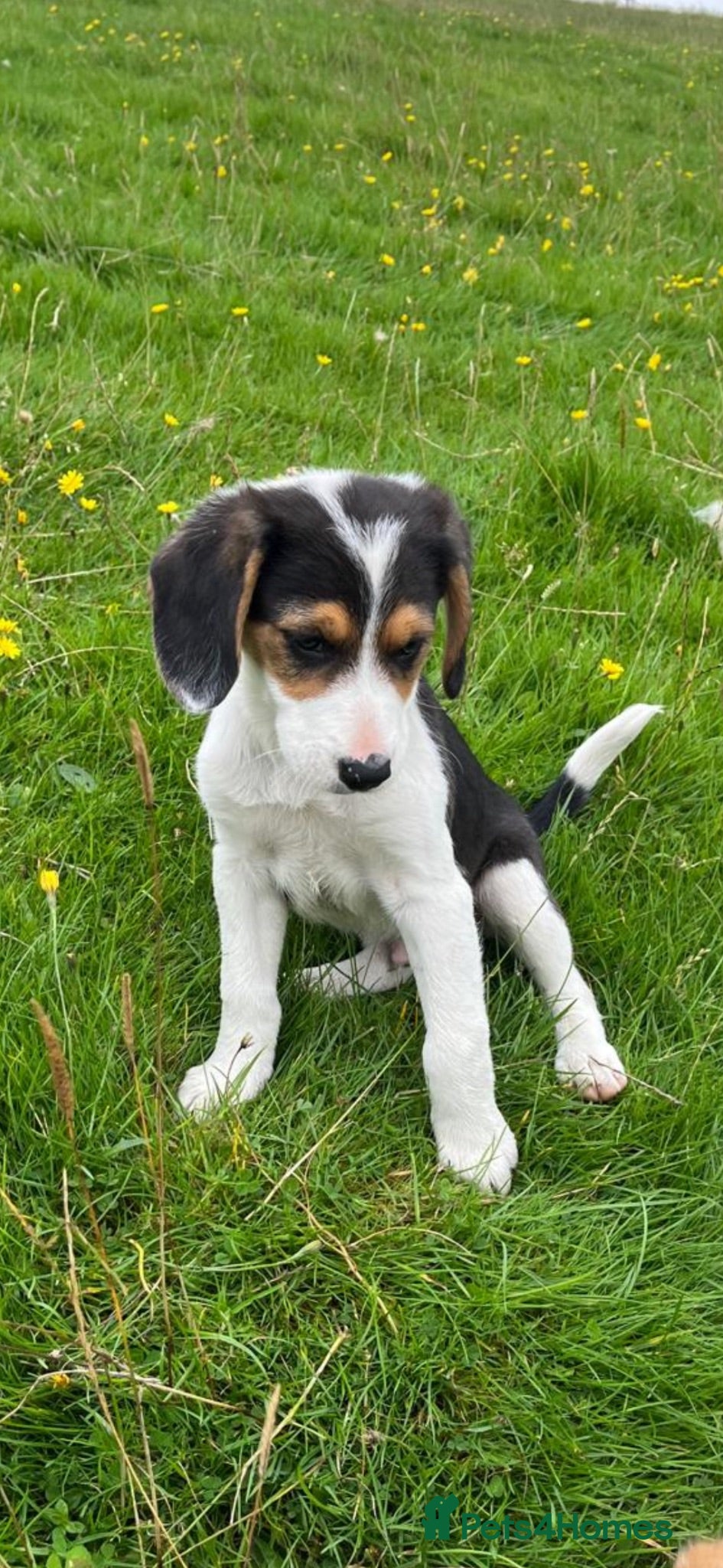 Mixed Breed dogs Beagle x border collie pups *1 left* - Advert 20