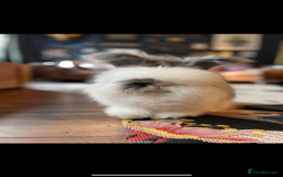 Angora rabbits for sale: Angora and mini lop bonded pair  - Image 5