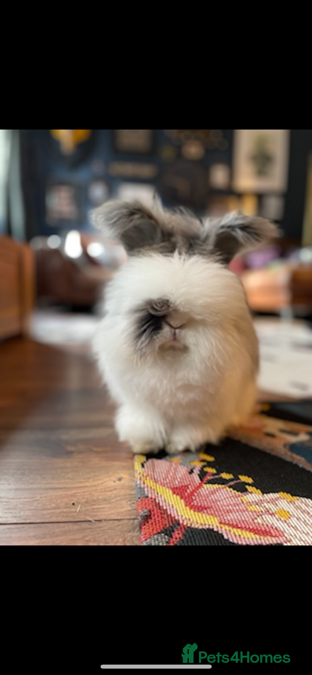 Angora rabbits for sale: Angora and mini lop bonded pair  - Image 5