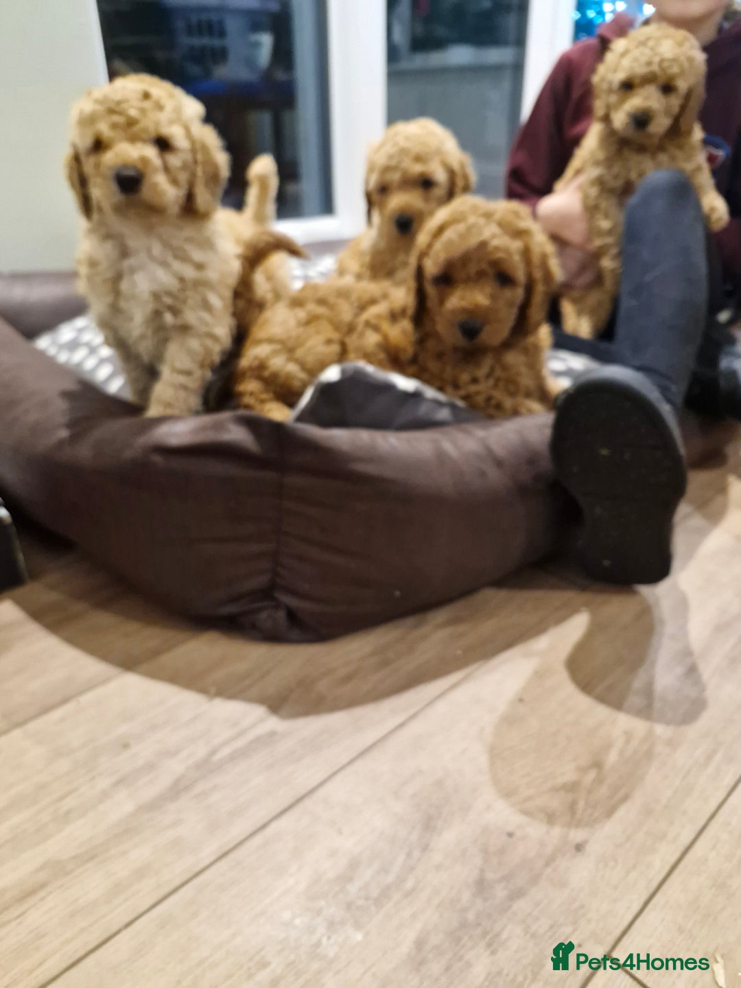 Miniature Poodle dogs for sale: Outstanding Show Quality MInature Poodles - Advert 1