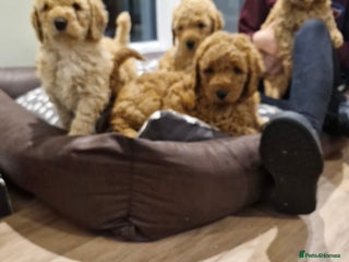 Miniature Poodle dogs - Advert 8