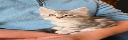 Maine Coon cats for sale: Maine Coon Kittens for Sale - Advert 20