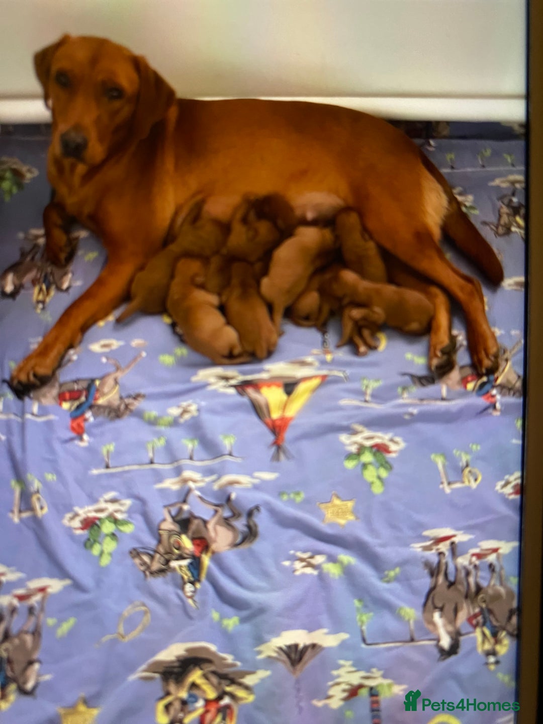 Toy Poodle dogs for stud: Proven red toy poodle For stud  ( Health tested )  in Rotherham - Image 10