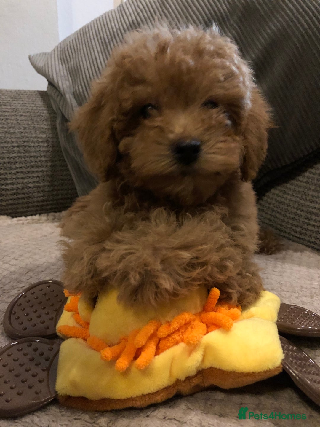 Mixed Breed dogs for sale: shihtzu cross puppies for sale - Advert 8