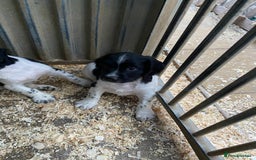 English Springer Spaniel dogs for sale: Working Springer Spaniel Puppies  - Image 11