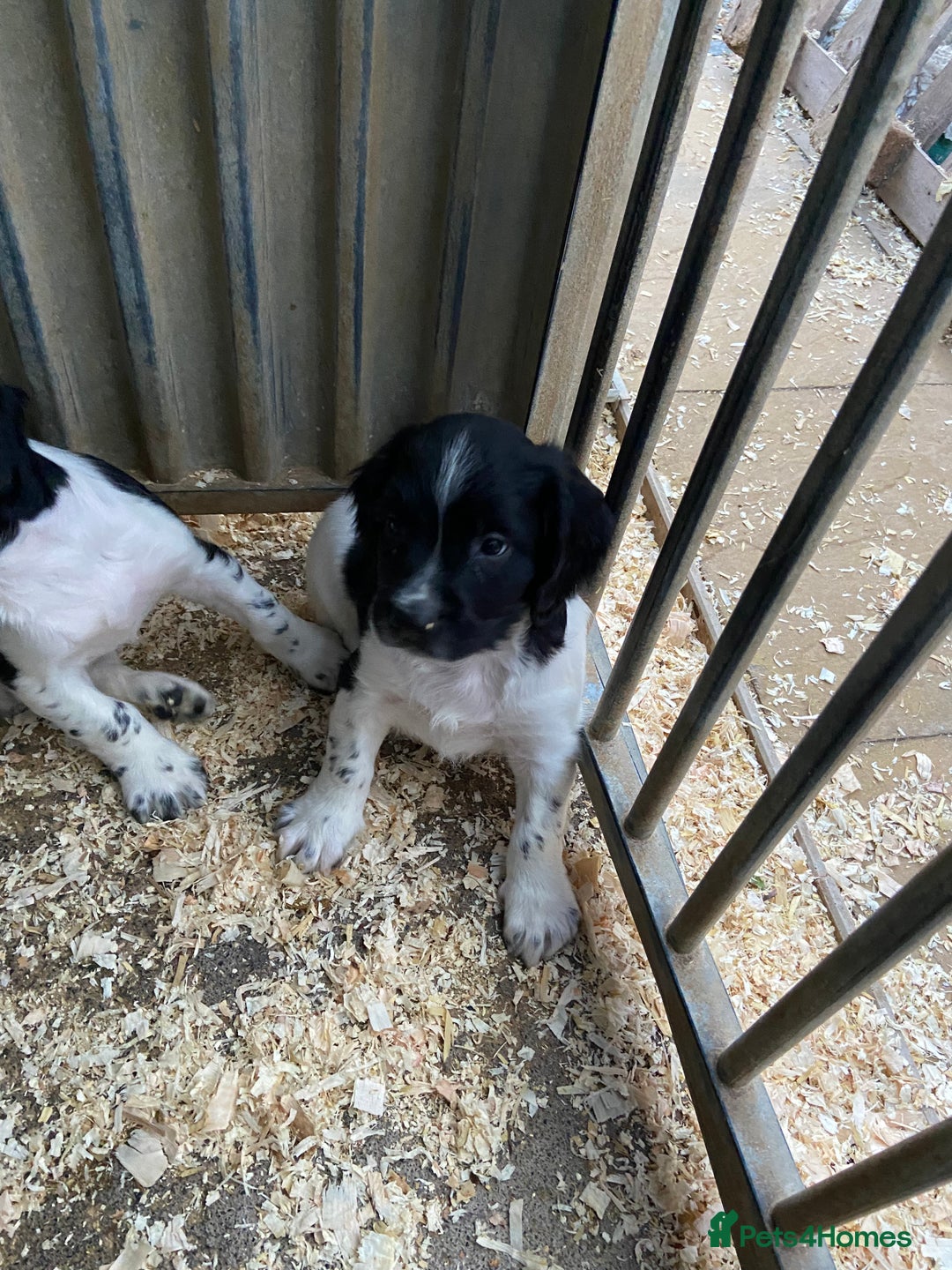 English Springer Spaniel dogs for sale: Working Springer Spaniel Puppies  - Image 11