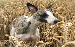 Whippet dogs for sale: Whippet  - Image 2
