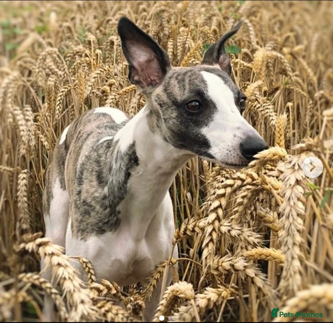 Whippet dogs for sale: Whippet  - Image 2
