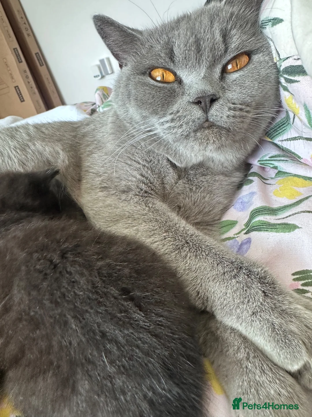 Mixed Breed cats for sale: British short hair cross boy in Newport - Advert 1