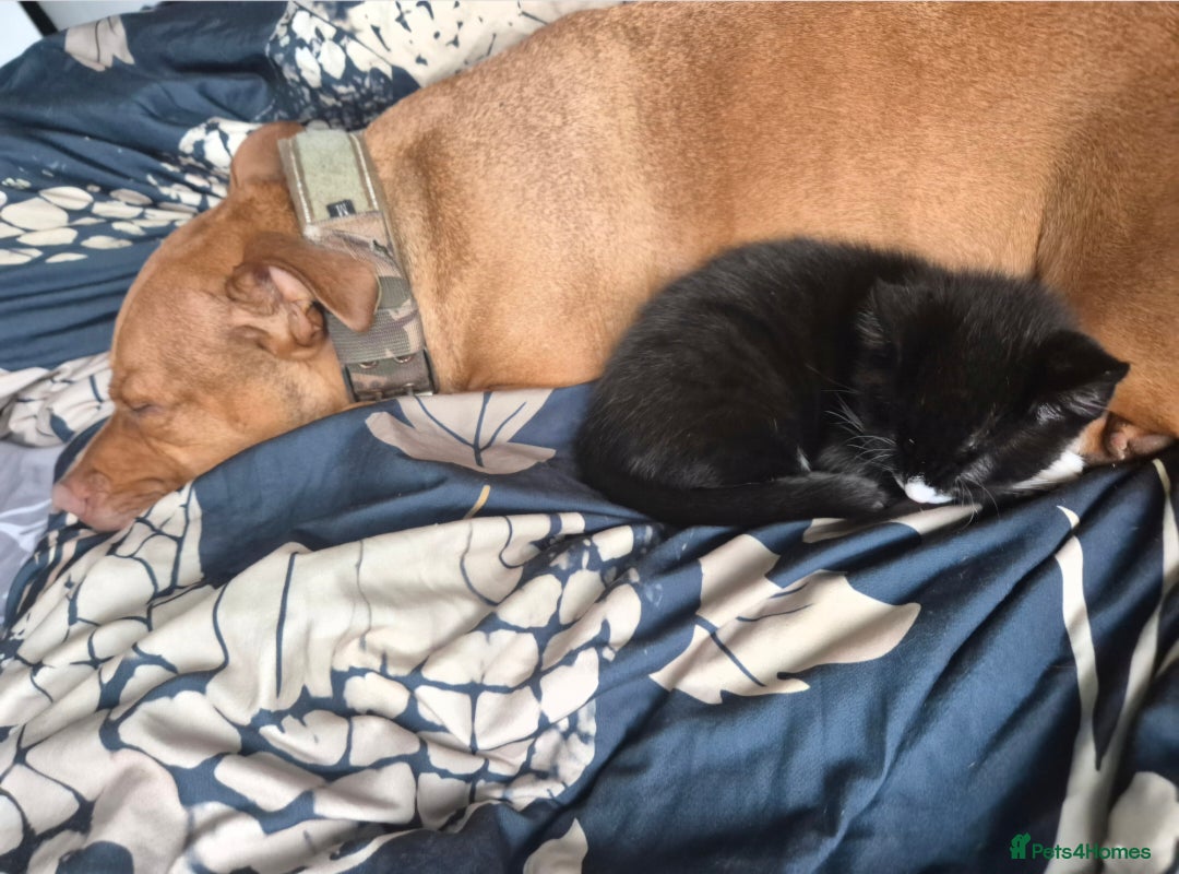 Domestic Shorthair cats for sale: 2 sisters left looking for a loving home - Advert 7