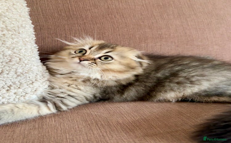 Scottish Fold cats - Advert 11