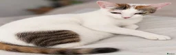 Domestic Shorthair cats for sale: 4 kittens for sale in Denbigh - Advert 1