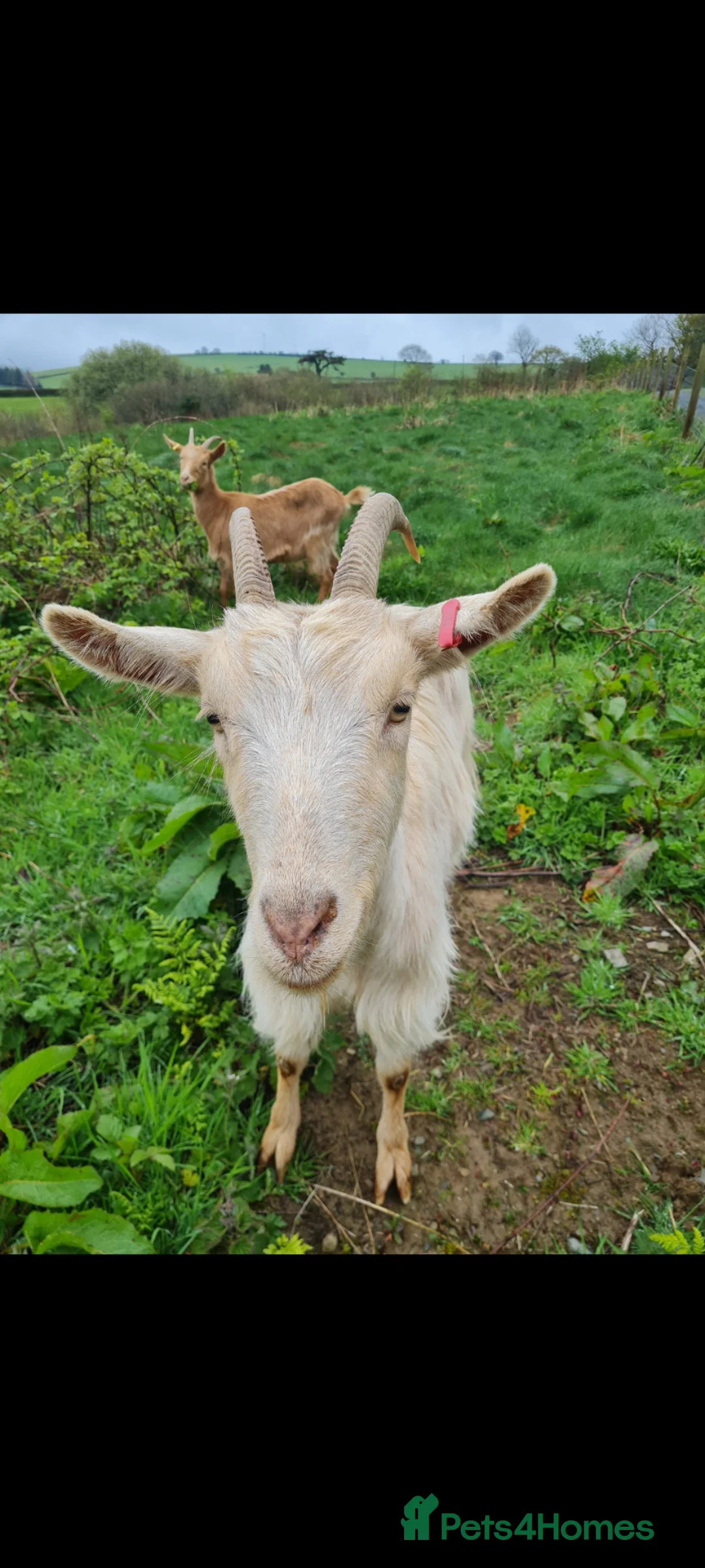 Goats livestock for sale: Golden Guernseys - Advert 1