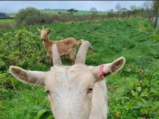Goats livestock Golden Guernseys - Advert 3